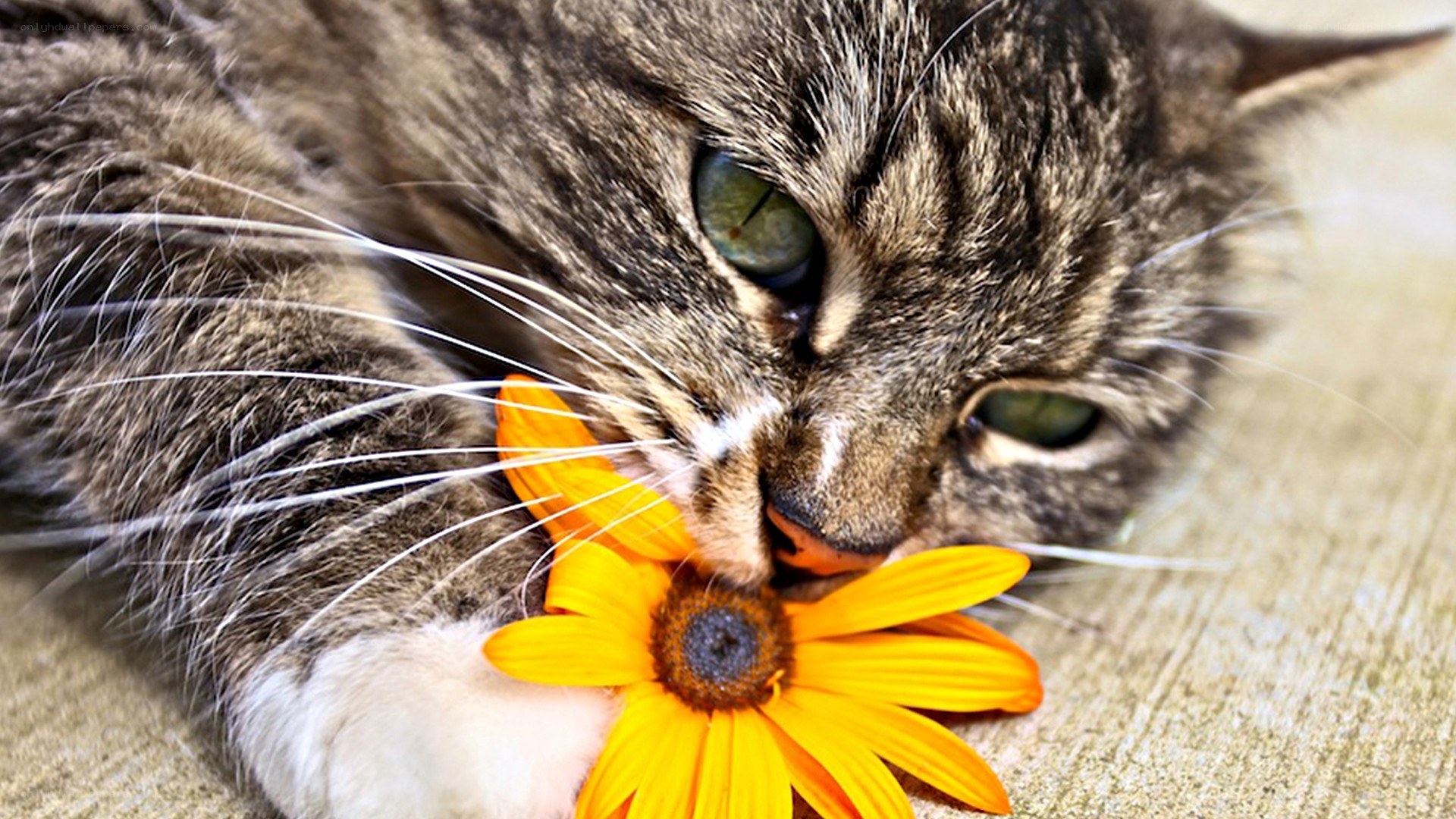 cat with yellow flower