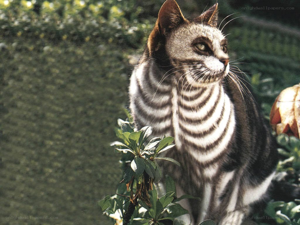 cat with zebra-like stripes
