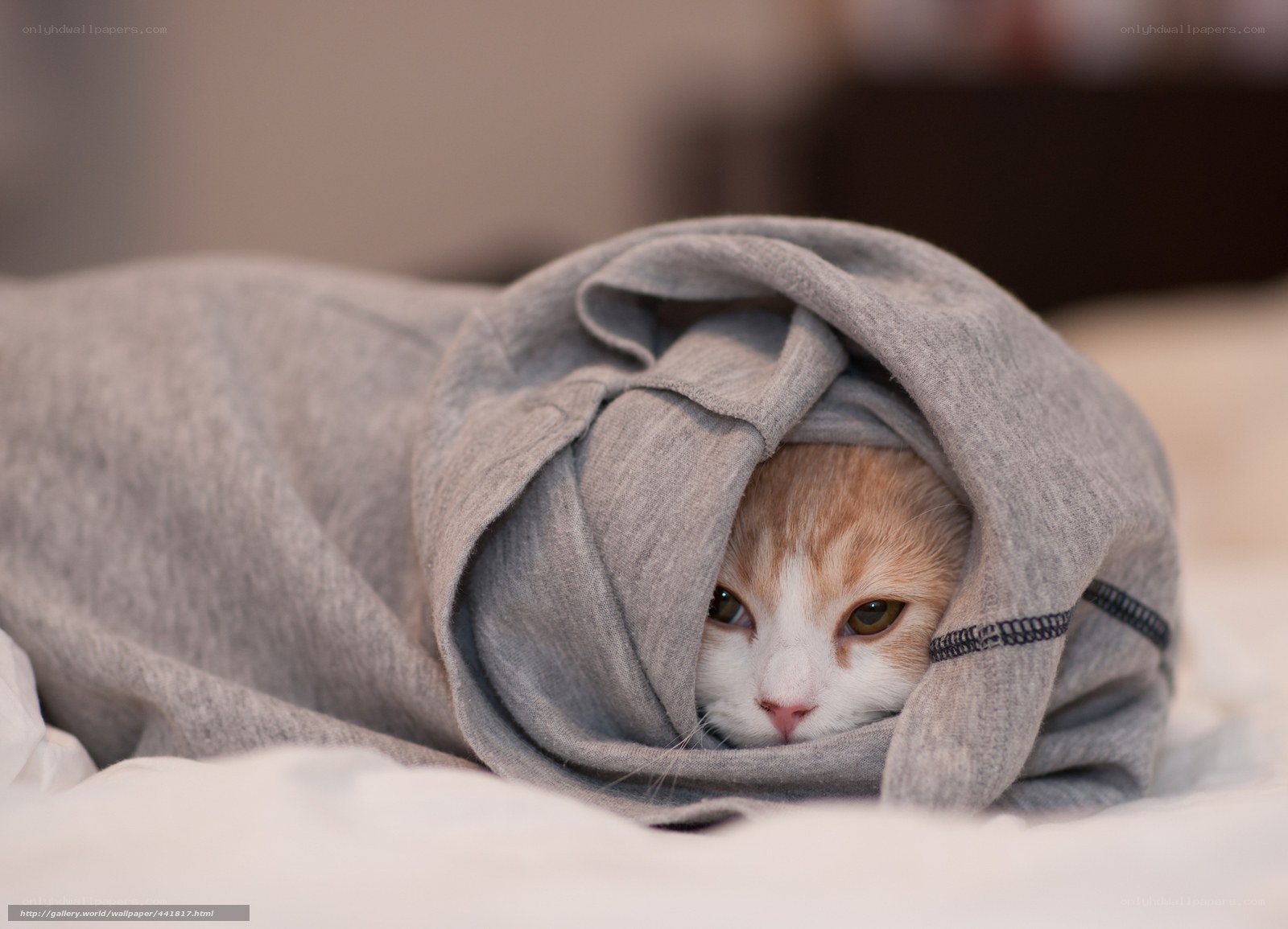 cat wrapped in a blanket