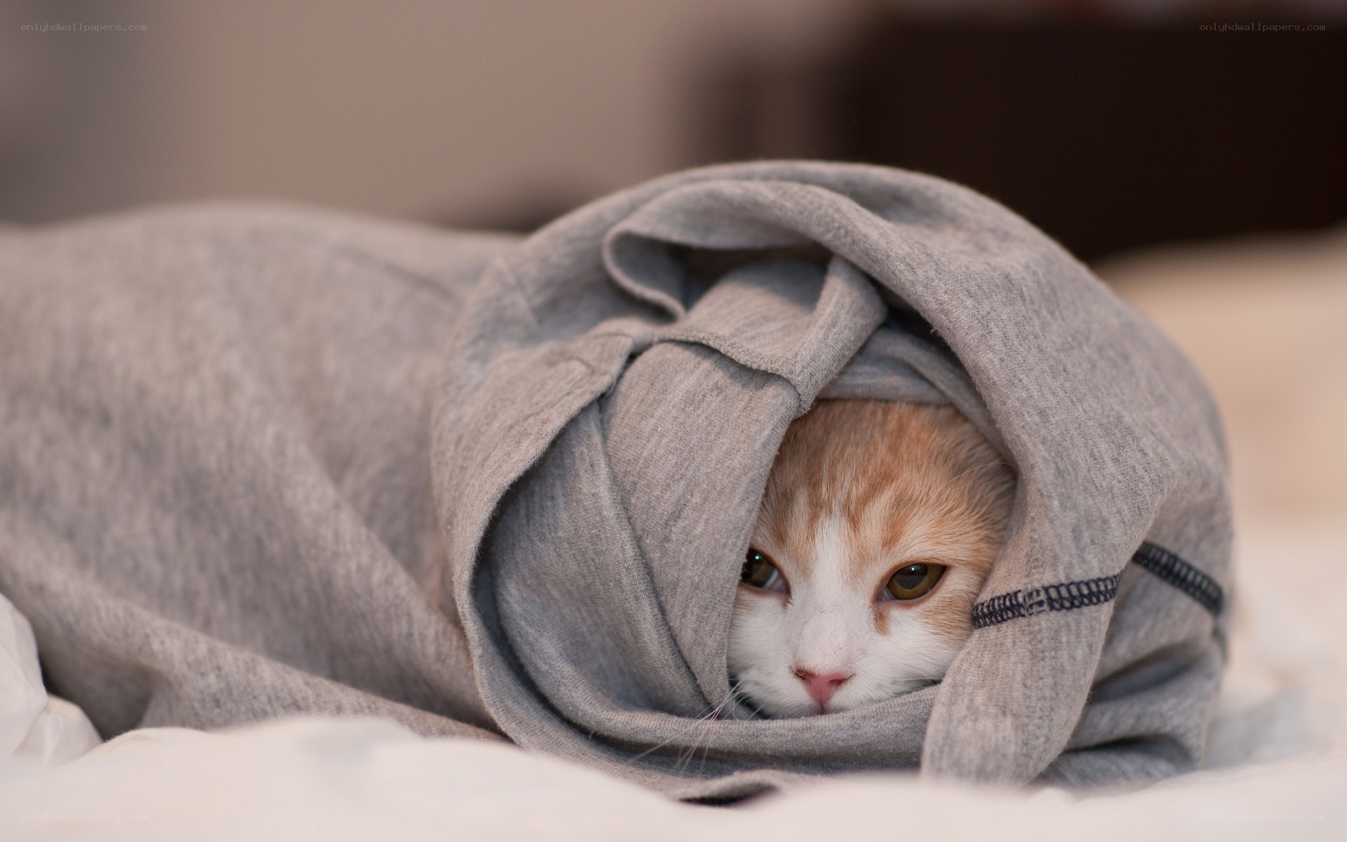 cat wrapped in a sweatshirt