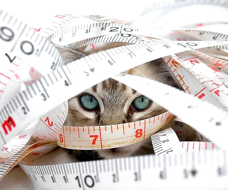 Cat Wrapped in Tape Measure