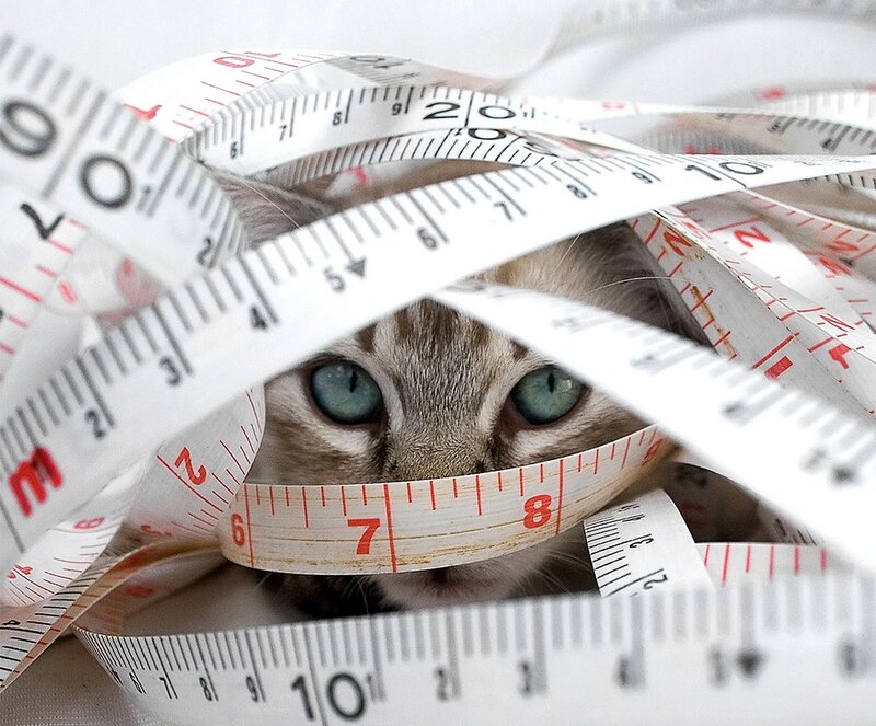 Cat Wrapped in Tape Measure — White