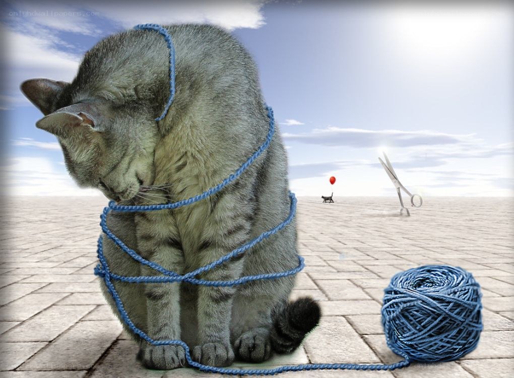 cat wrapped in yarn