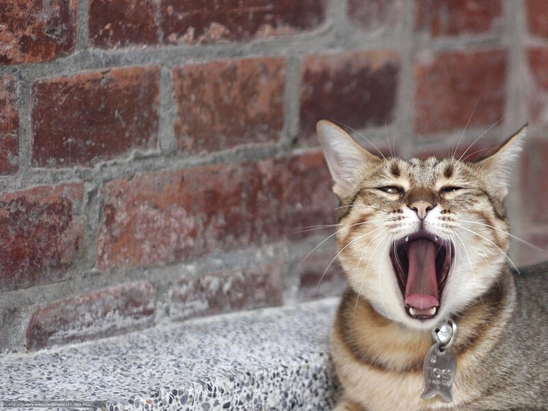 cat yawning against brick wall
