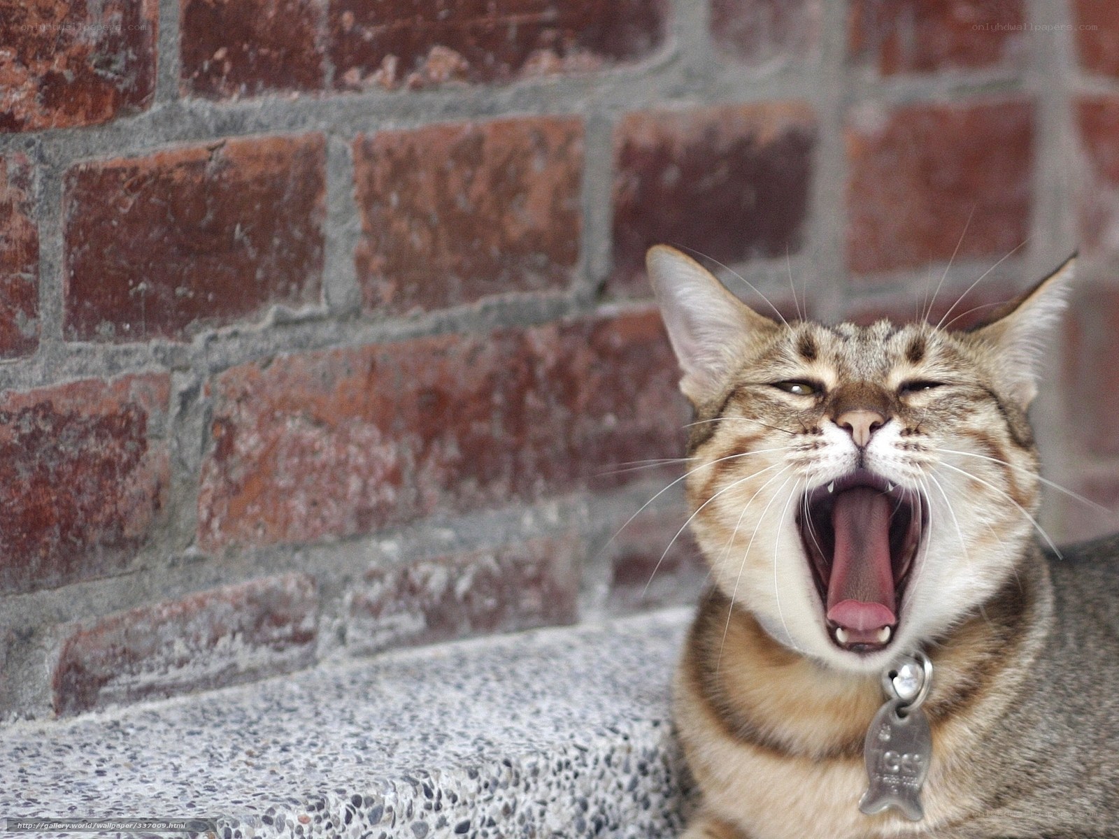 cat yawning against brick wall