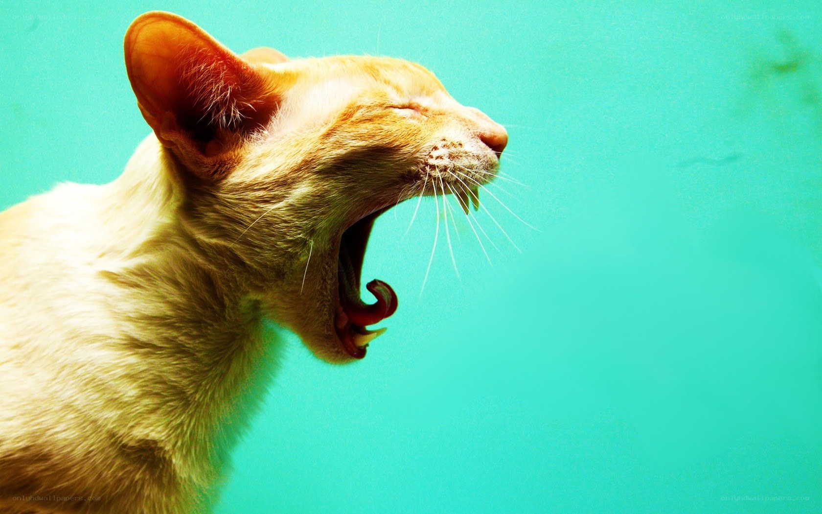 cat yawning against green background