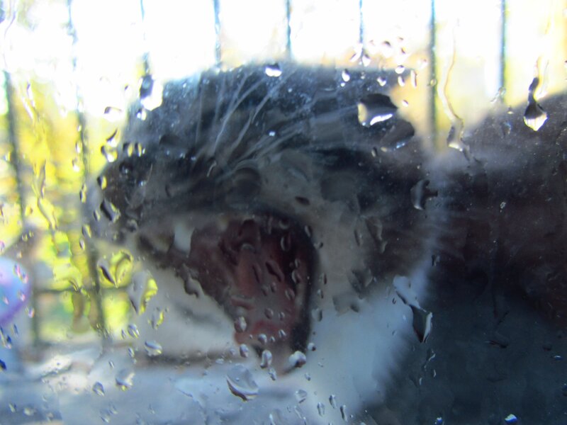 Cat Yawning Behind Glass