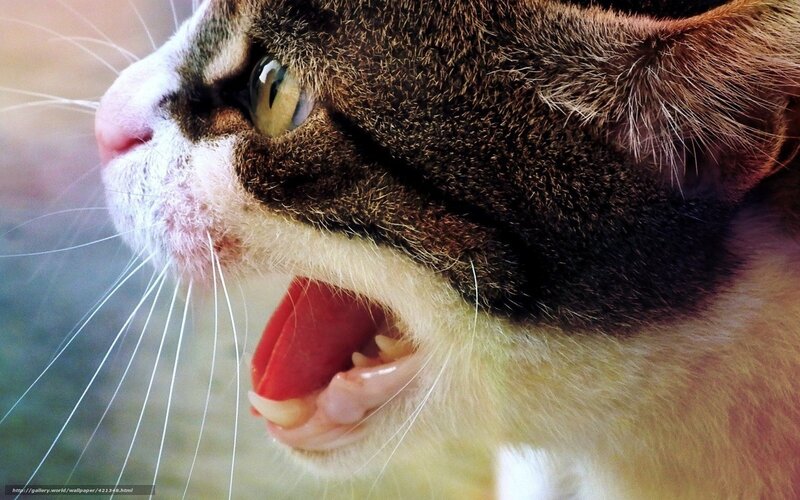 Cat Yawning — Brown, Alert