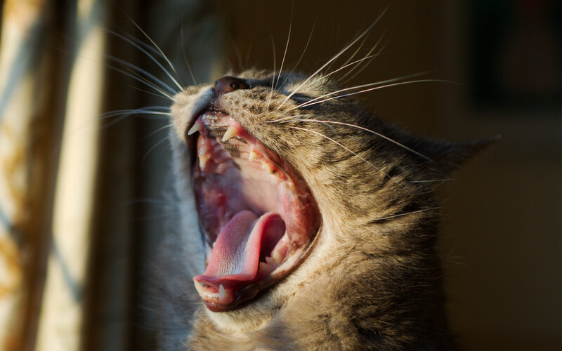 Cat Yawning — Brown, Calm, Afternoon