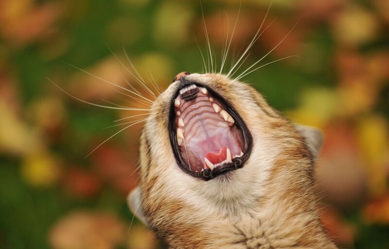 Cat Yawning — Brown, Calm, Autumn