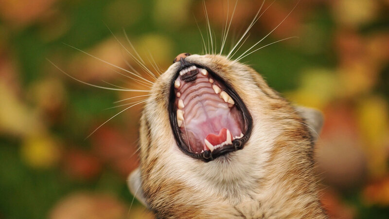 Cat Yawning — Brown, Calm
