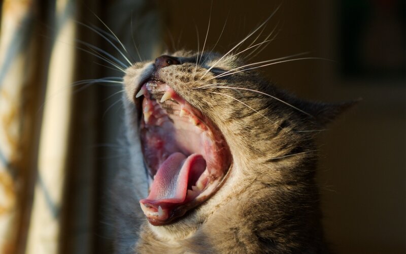 Cat Yawning — Brown, Dramatic