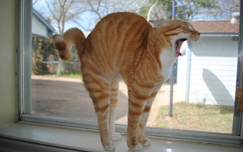 cat yawning by window
