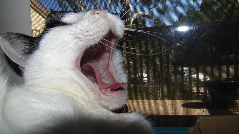 cat yawning by window