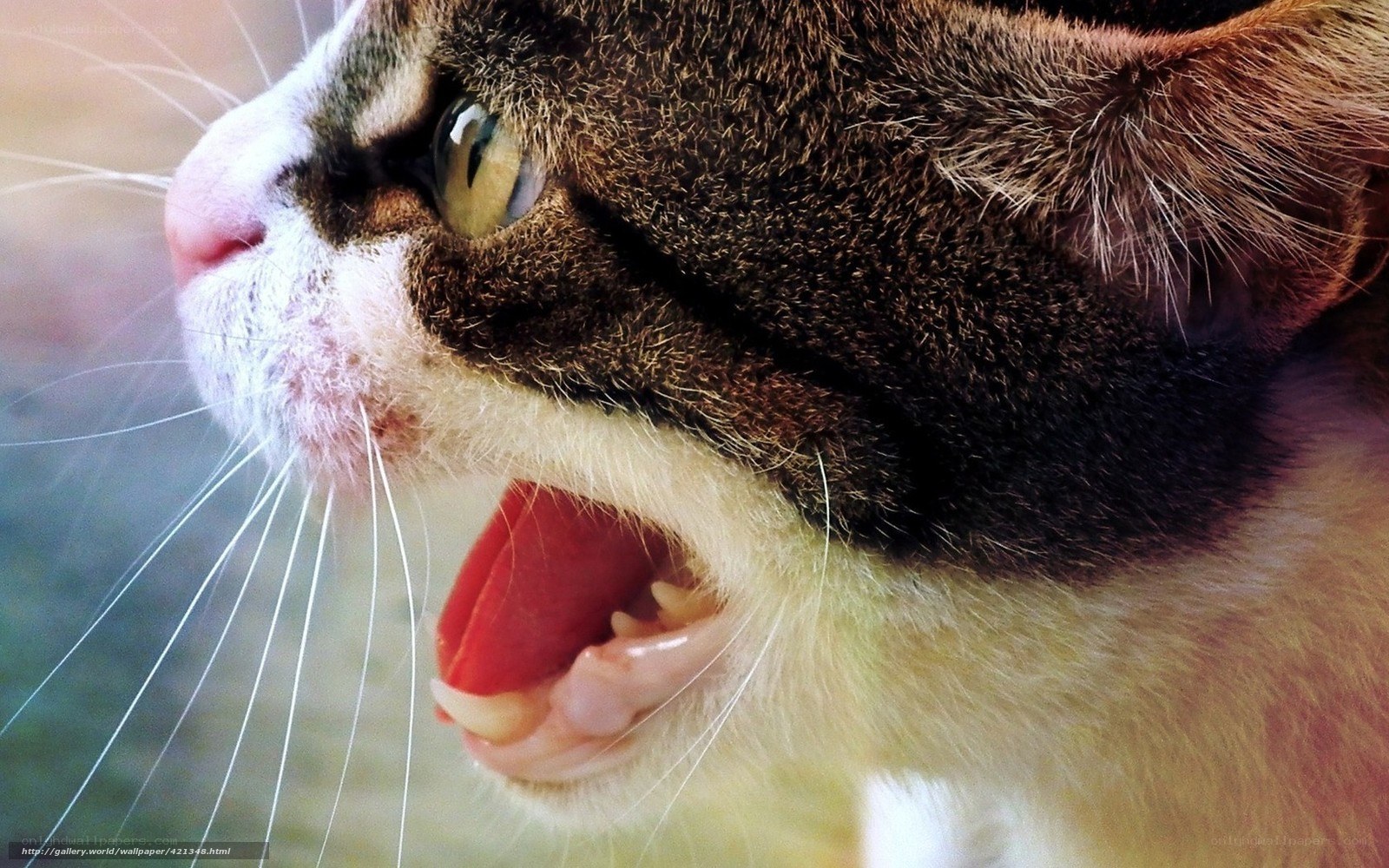cat yawning close-up