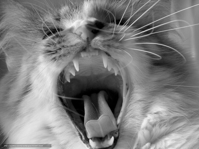 cat yawning close-up