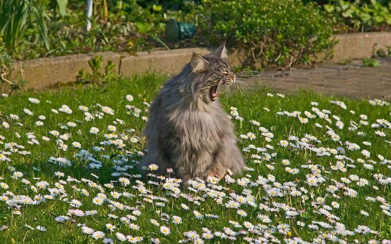 Cat yawning in a flower field