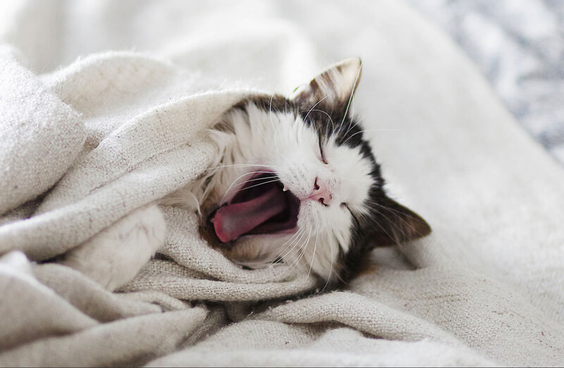 Cat Yawning in Blanket