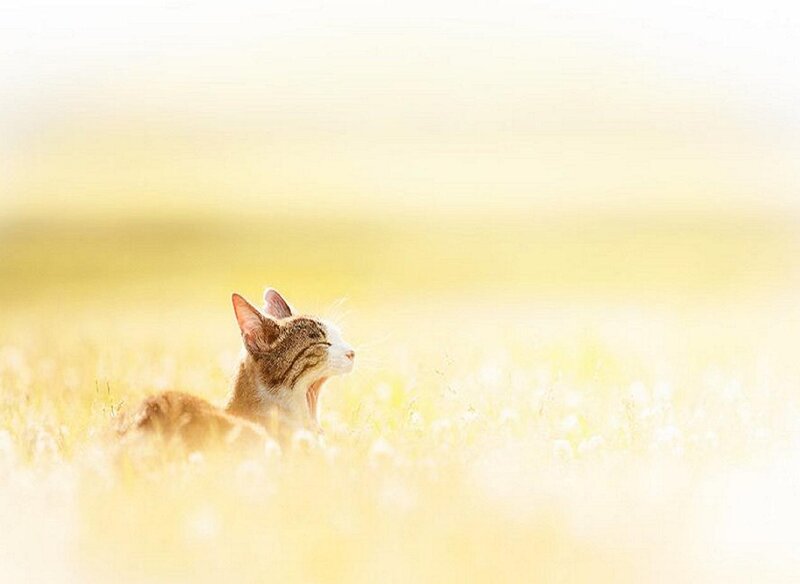 Cat Yawning in Field — Yellow
