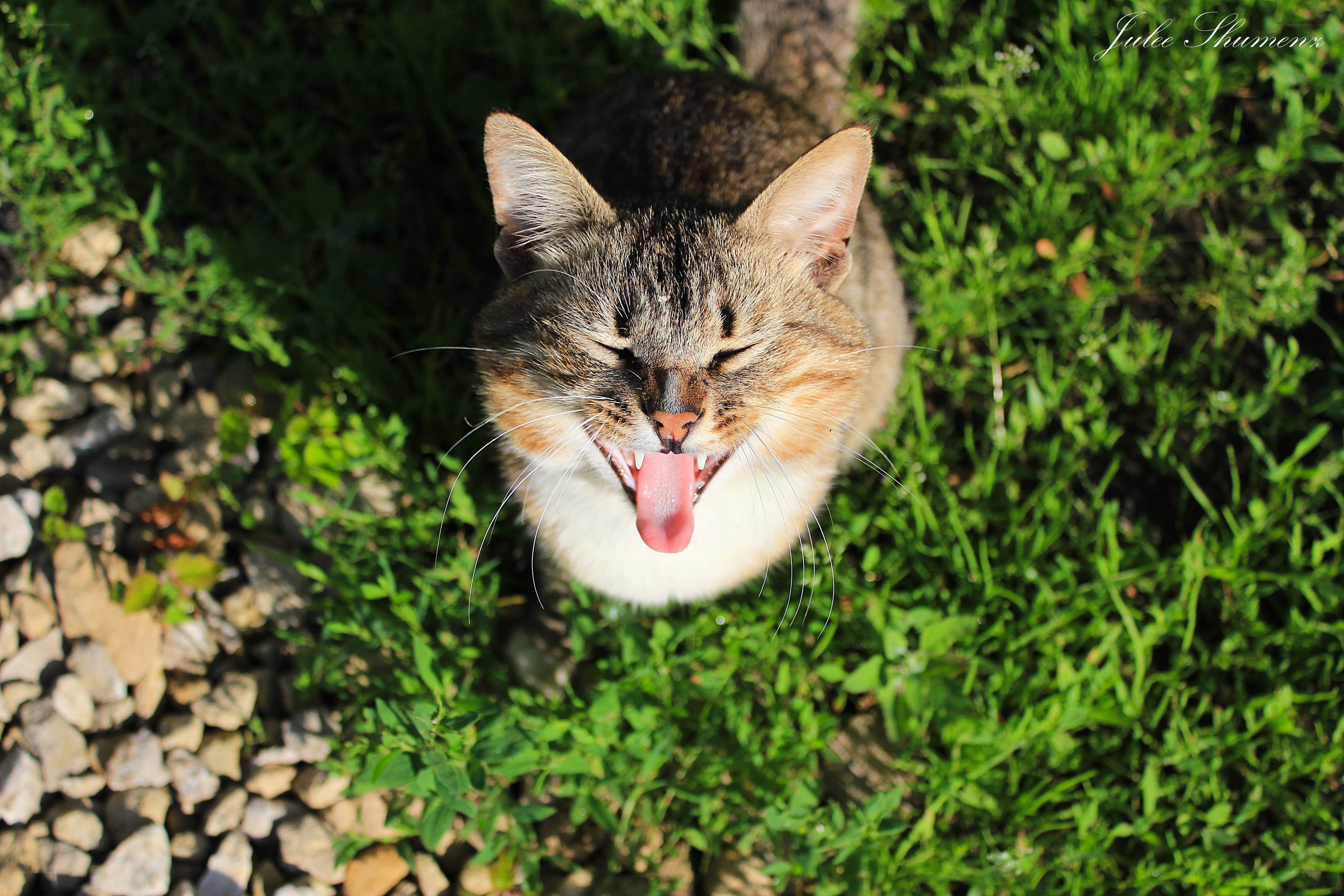 cat yawning in grass
