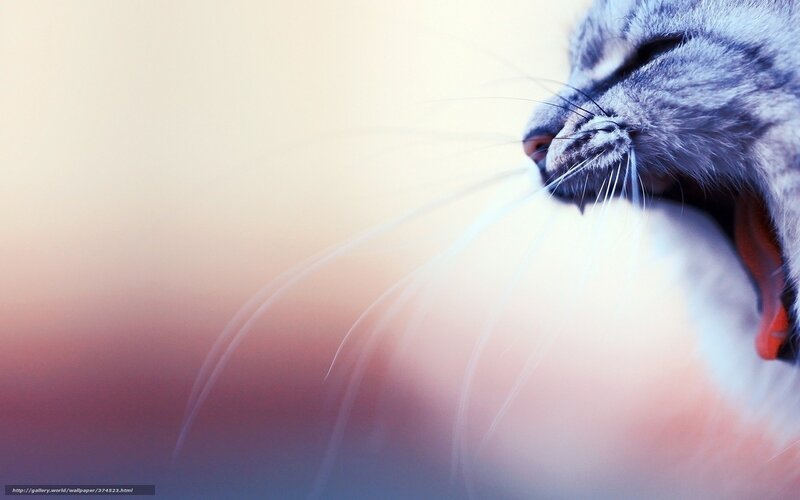 cat yawning in soft light