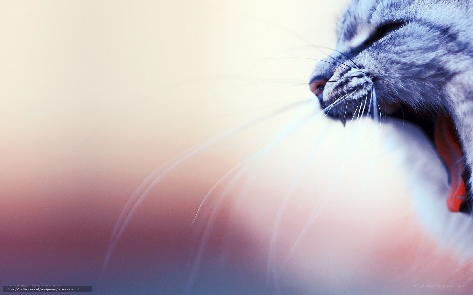 cat yawning in soft light