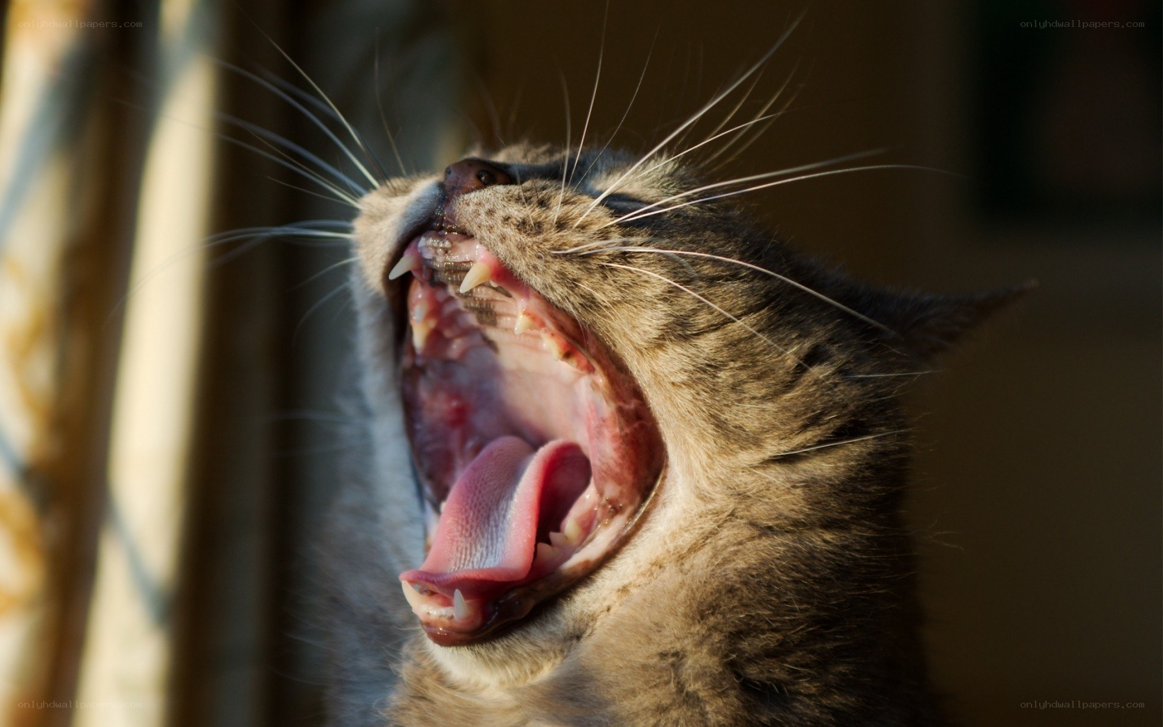 cat yawning in sunlight
