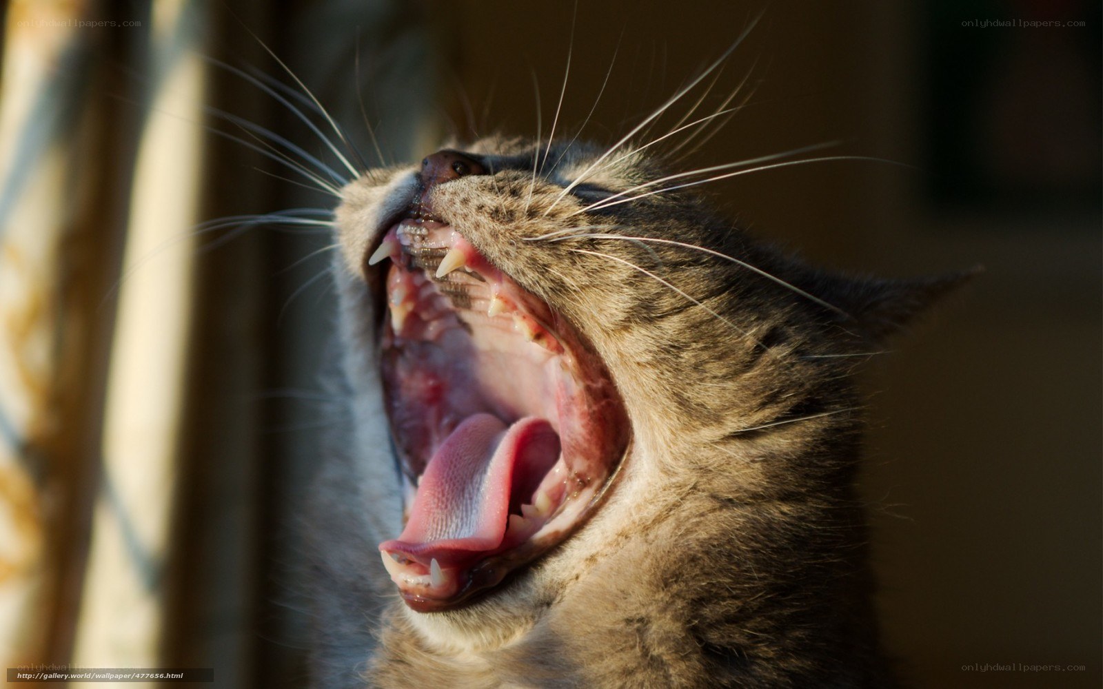 cat yawning in sunlight