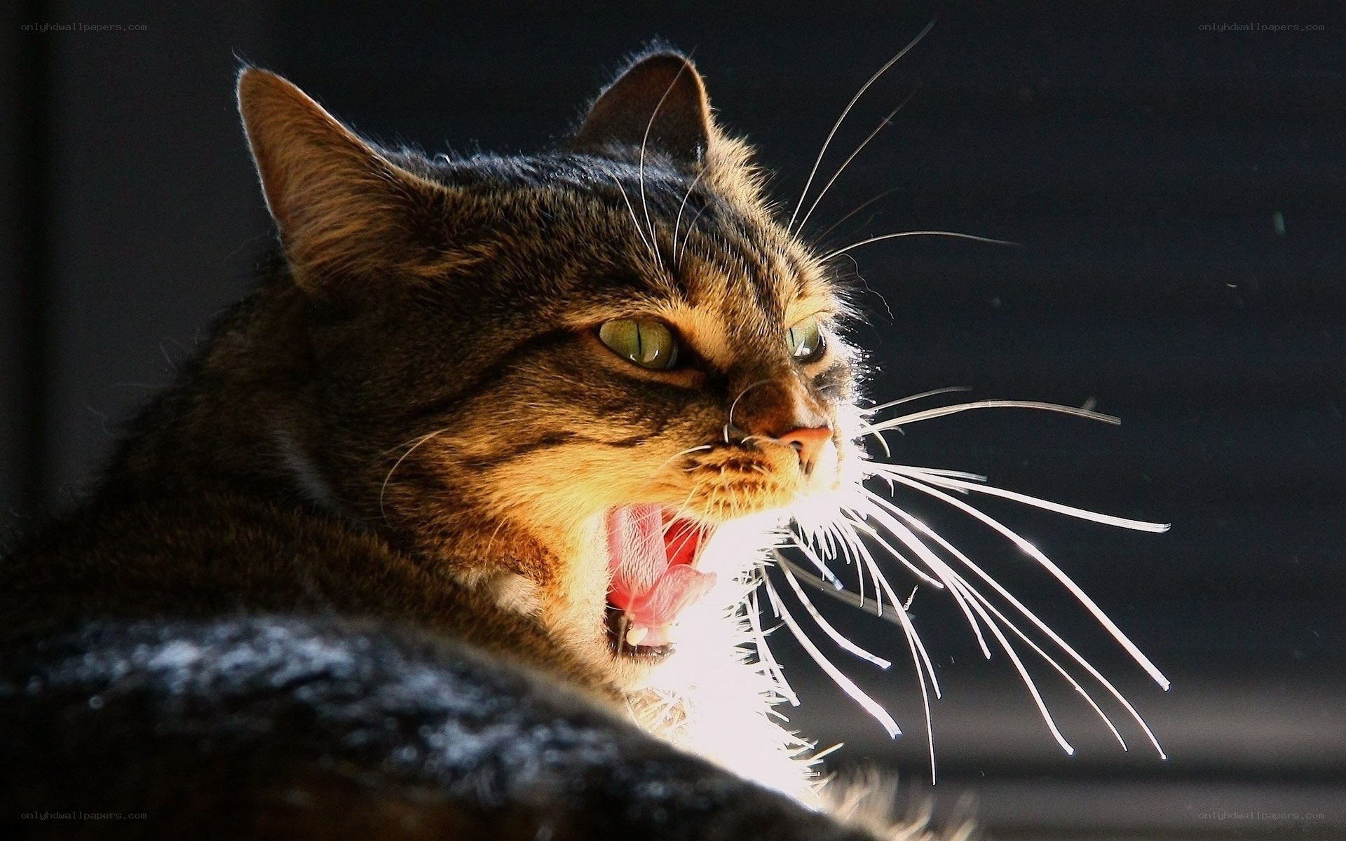 cat yawning in sunlight