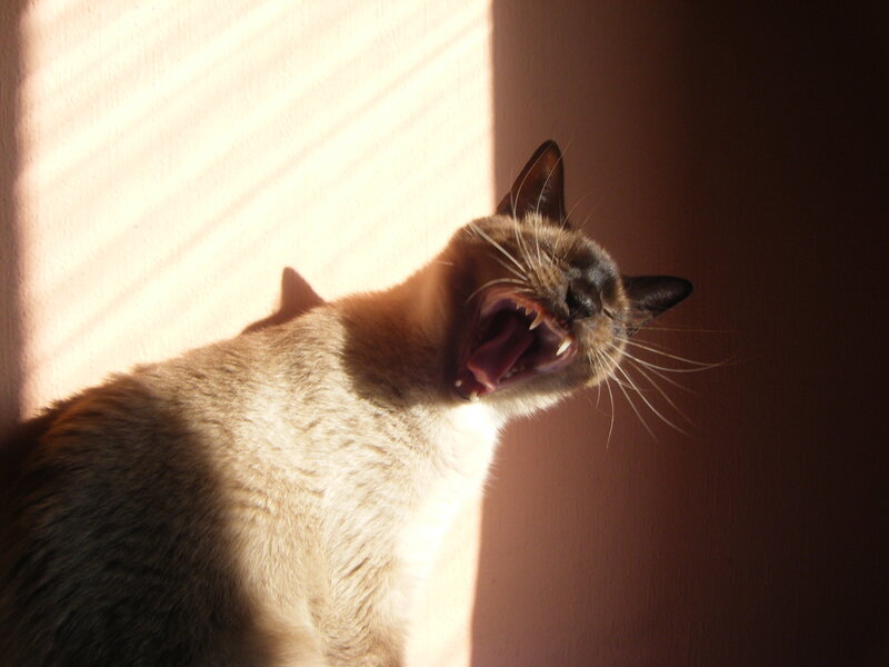 cat yawning in sunlight