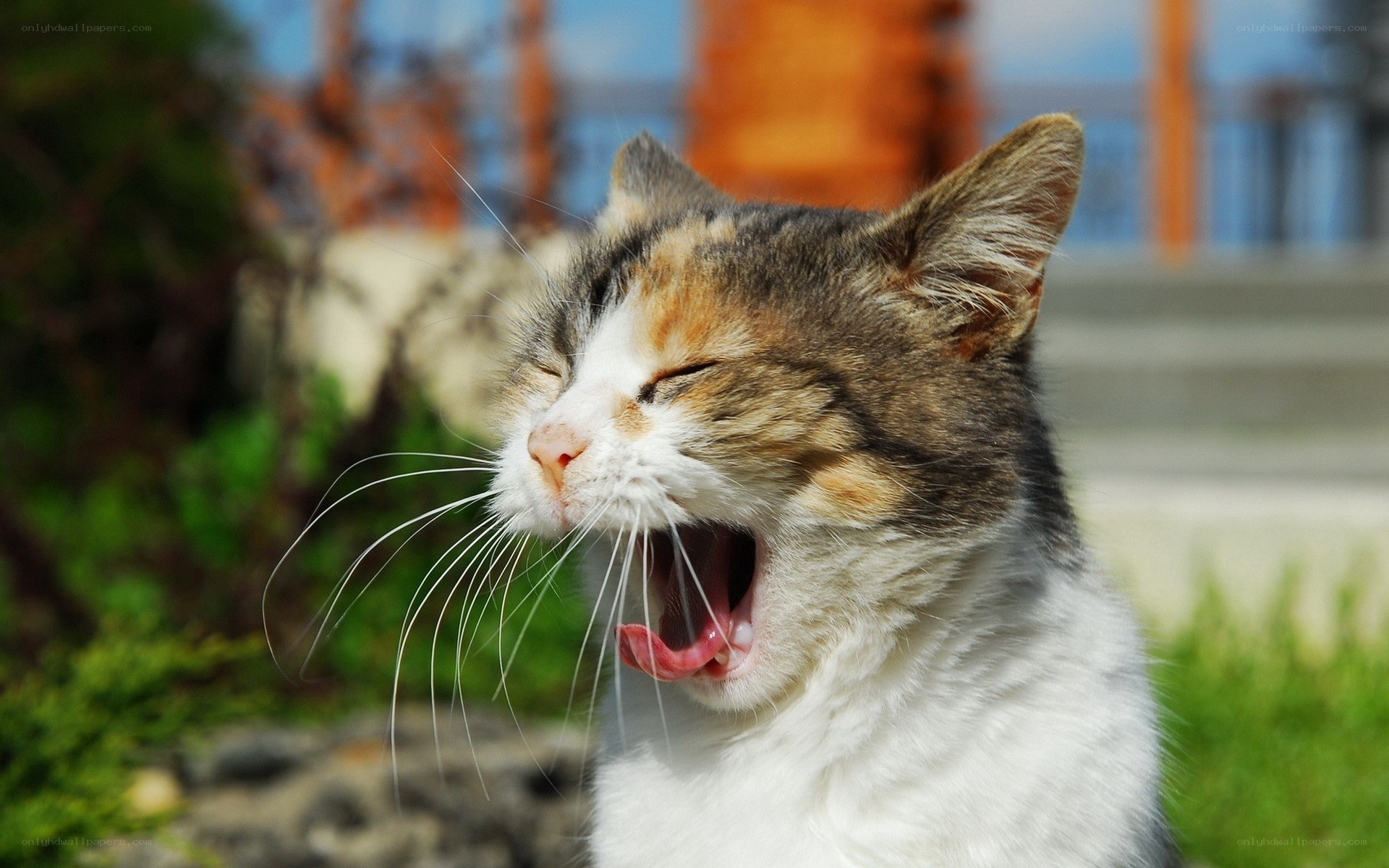 cat yawning in sunlight