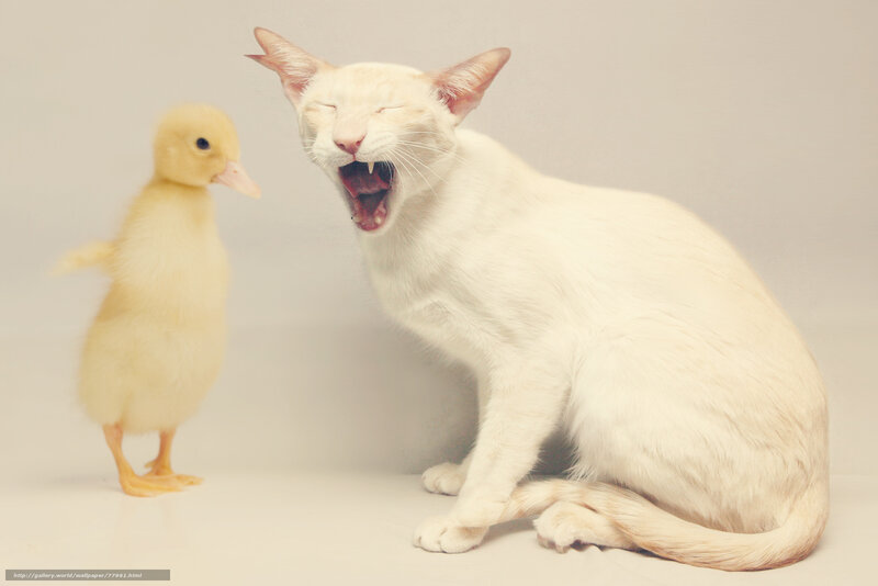 cat yawning near duckling