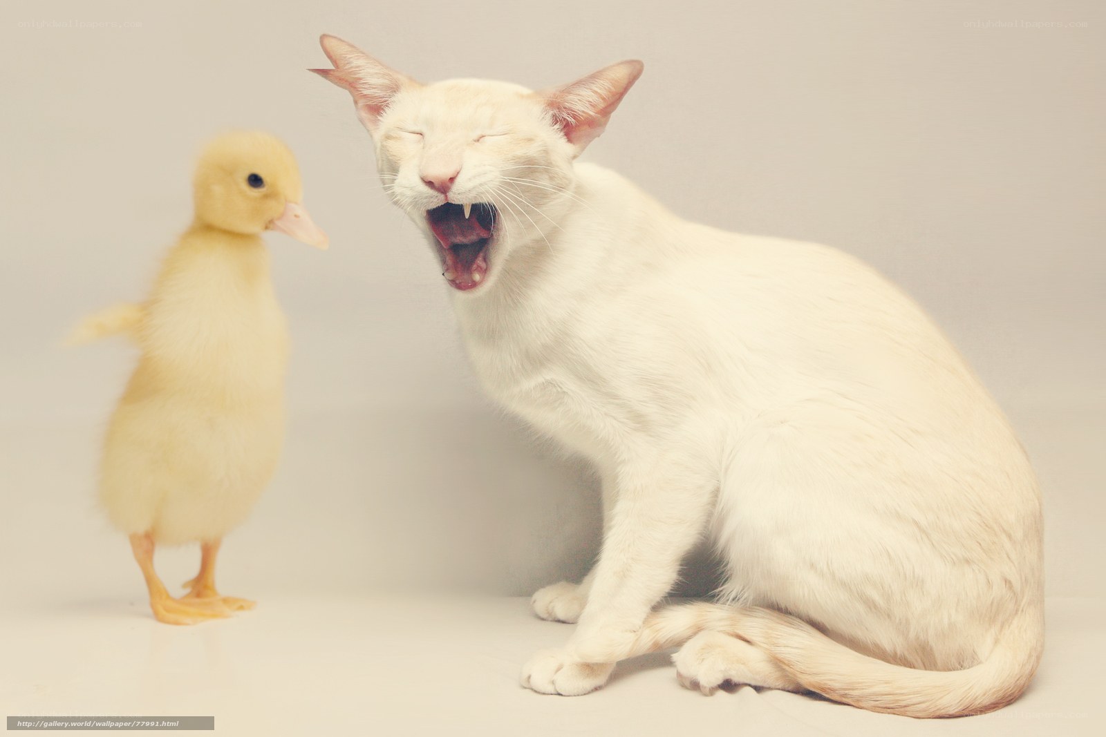 cat yawning near duckling