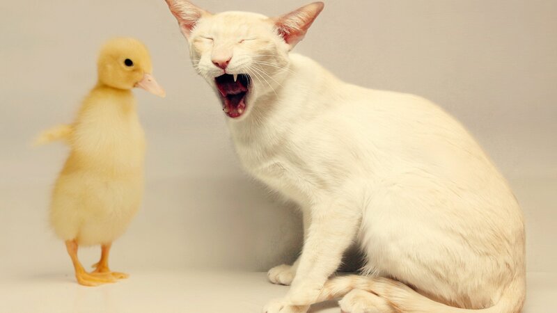 Cat yawning next to a duckling