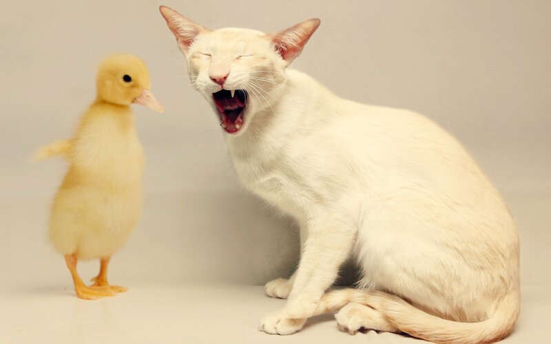 cat yawning next to a duckling
