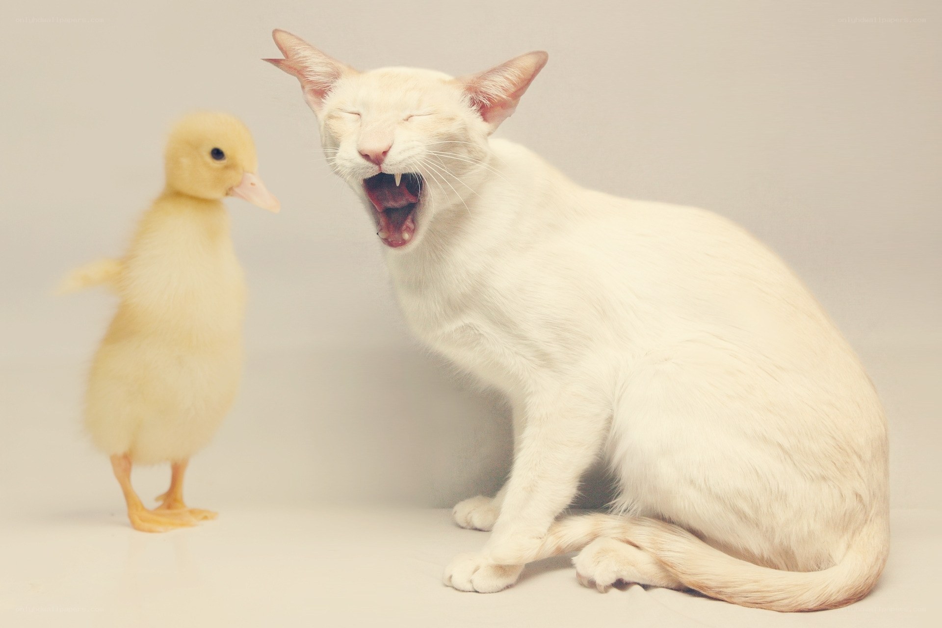 Cat yawning next to a duckling
