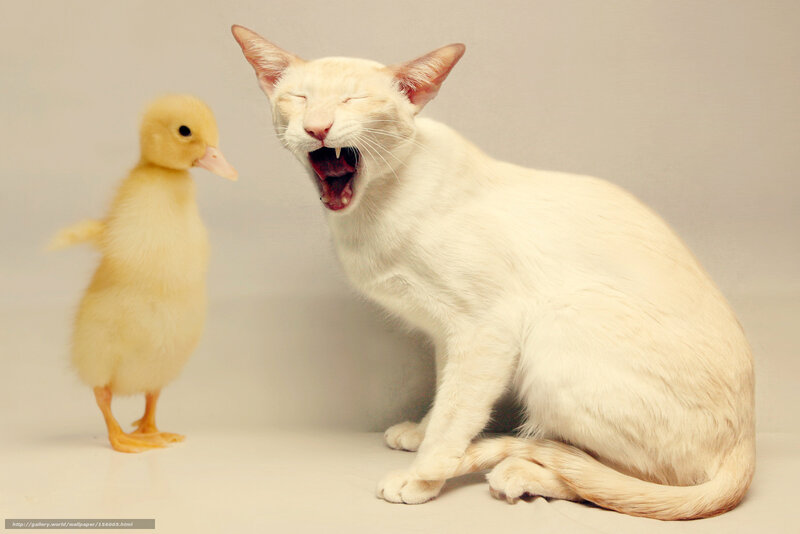 cat yawning next to duckling