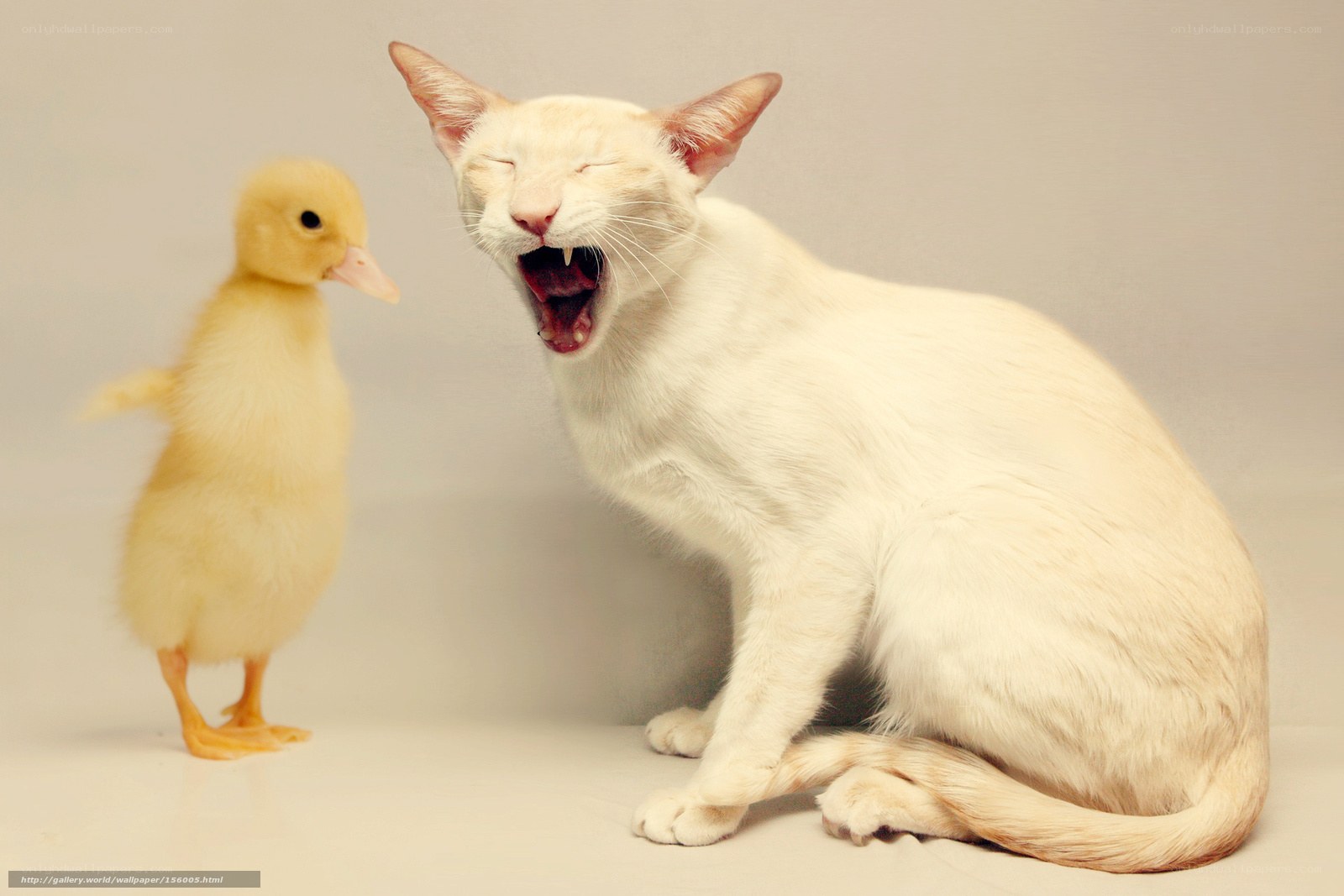 cat yawning next to duckling