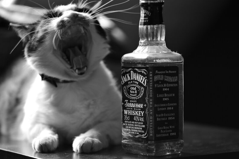 cat yawning next to whiskey bottle