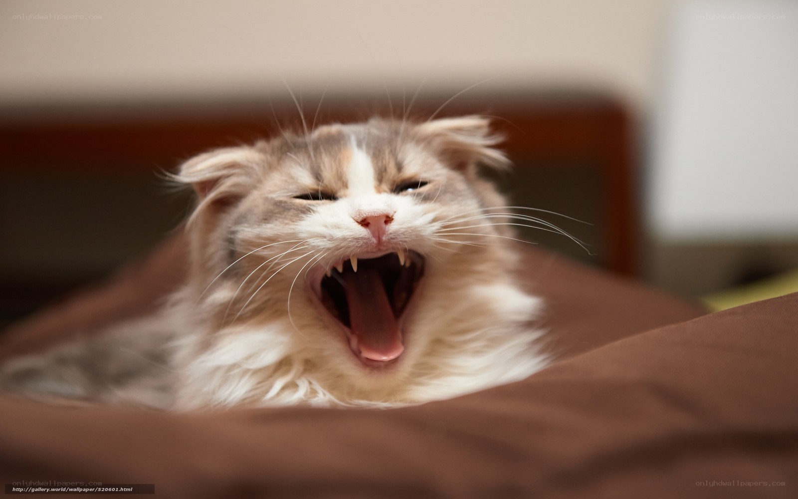 cat yawning on a bed