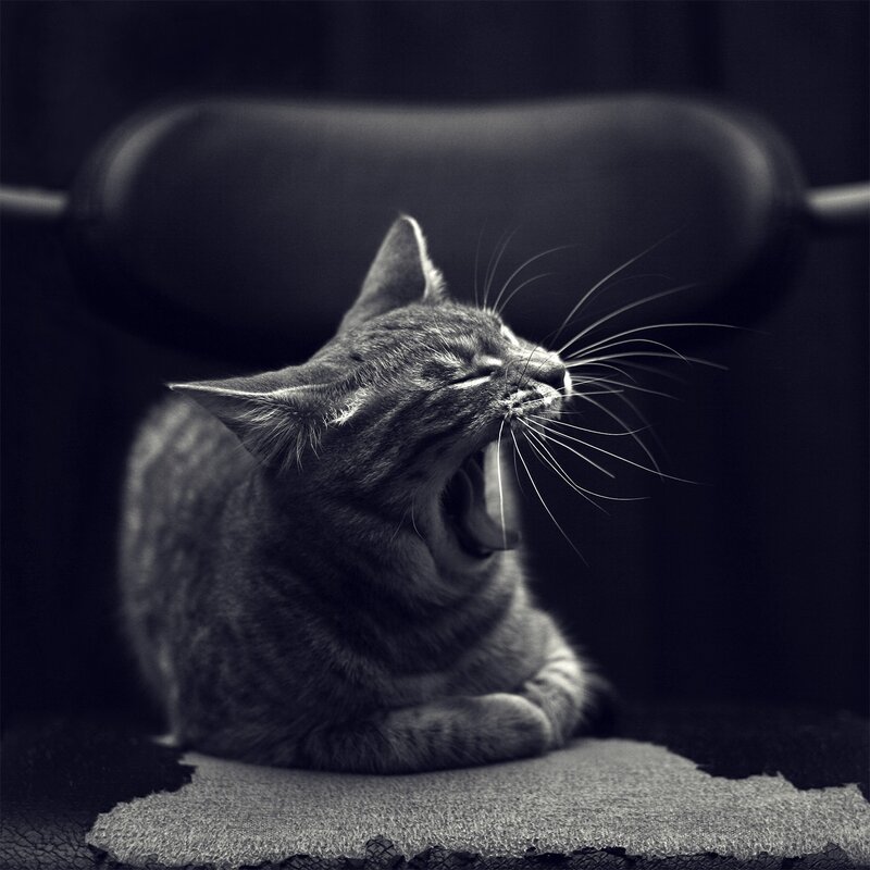 cat yawning on a chair