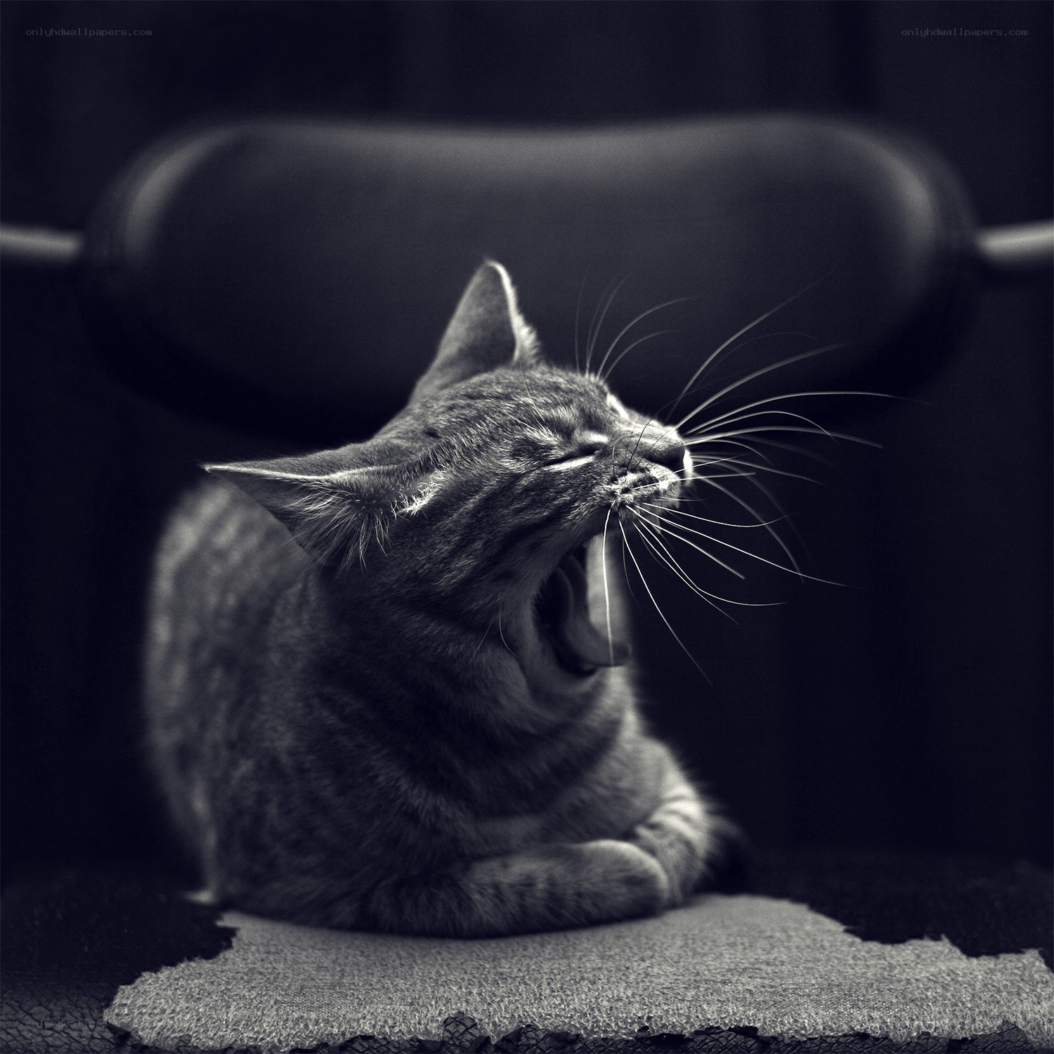 cat yawning on a chair