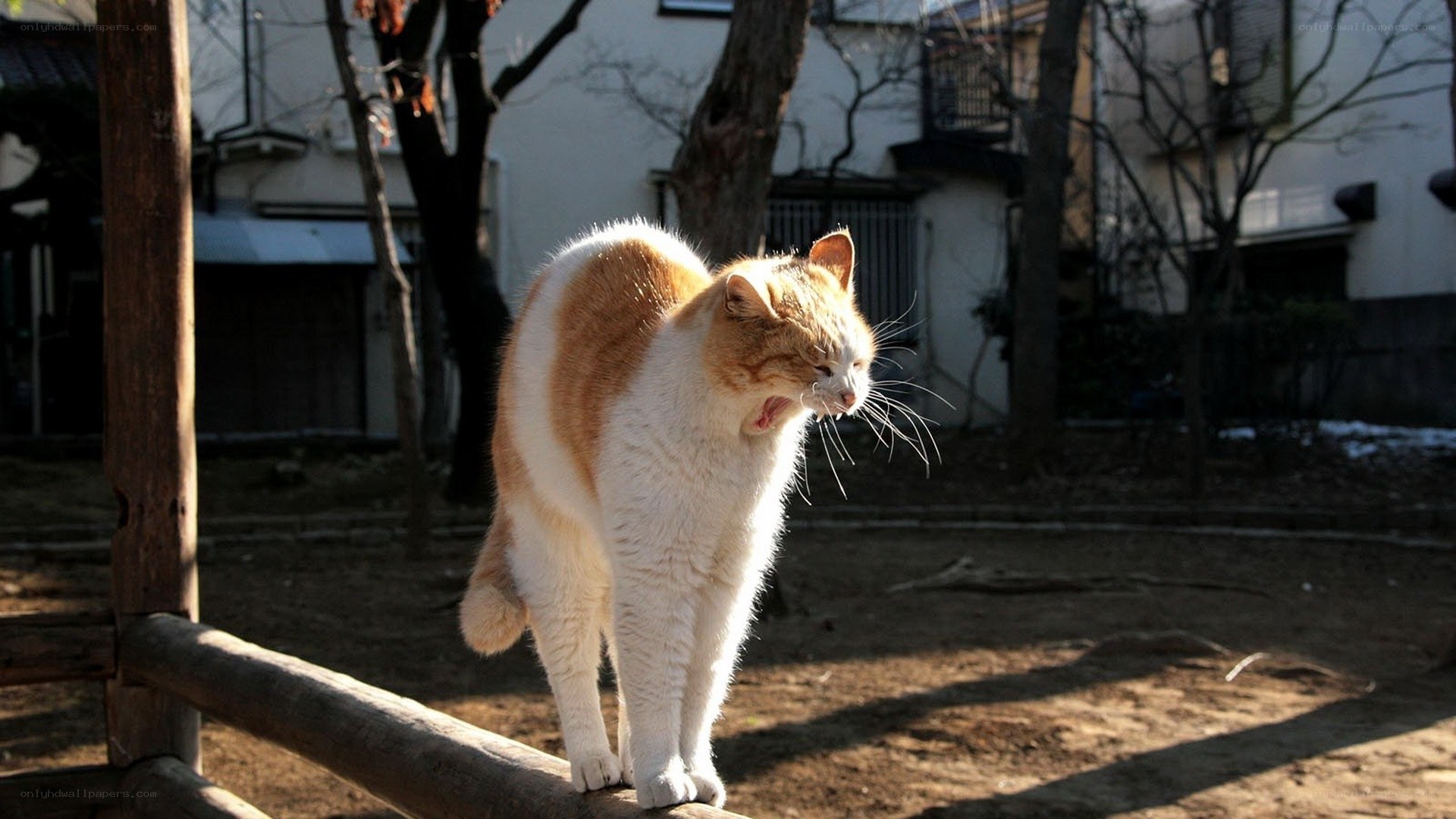 cat yawning on a fence