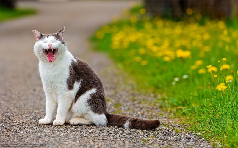 cat yawning on a path