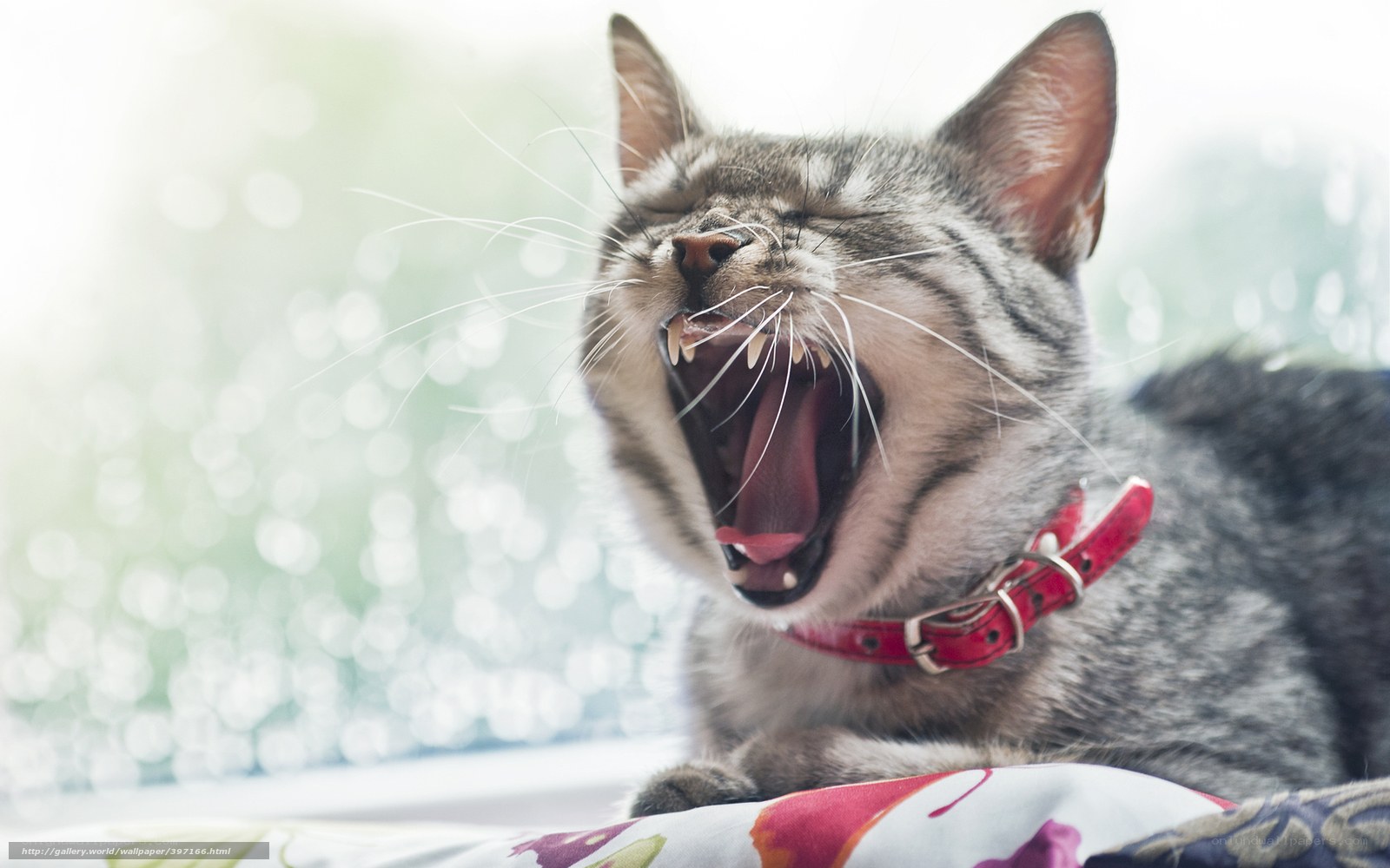 cat yawning on a pillow