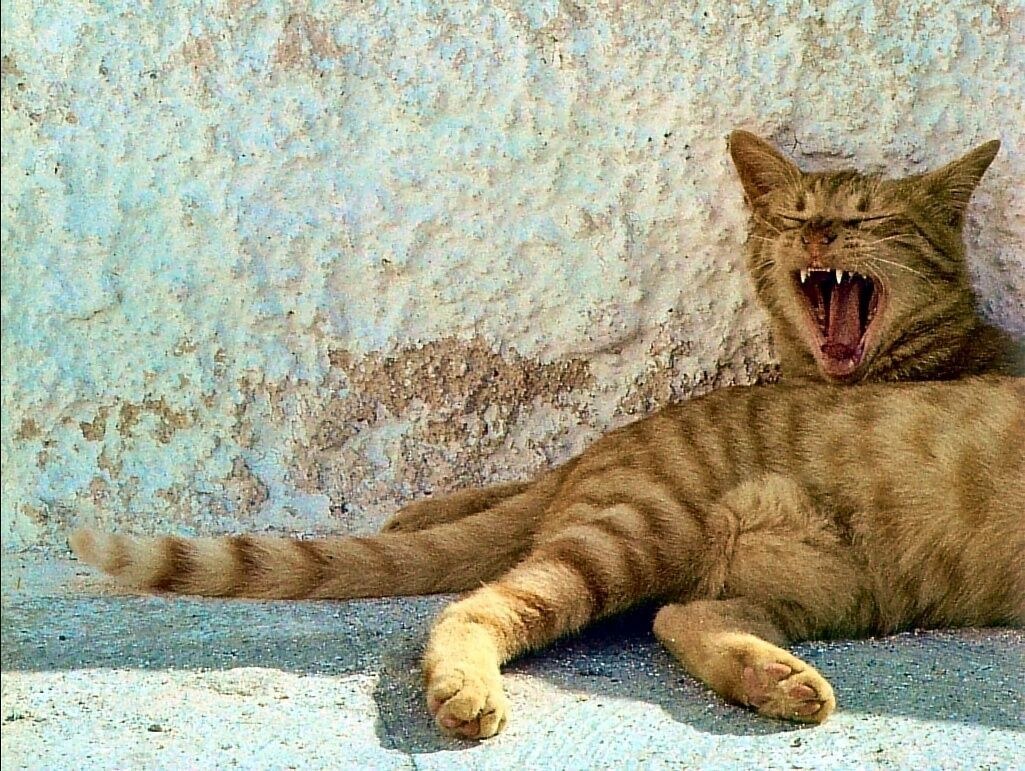 cat yawning on a wall