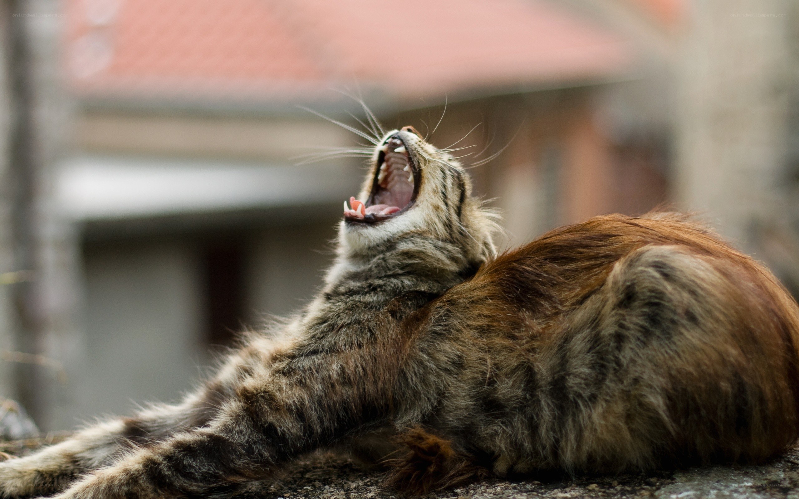 cat yawning on a wall