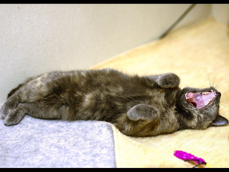 cat yawning on blanket