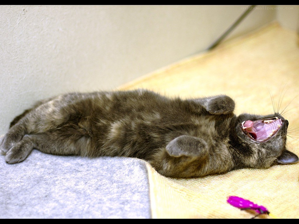 cat yawning on blanket