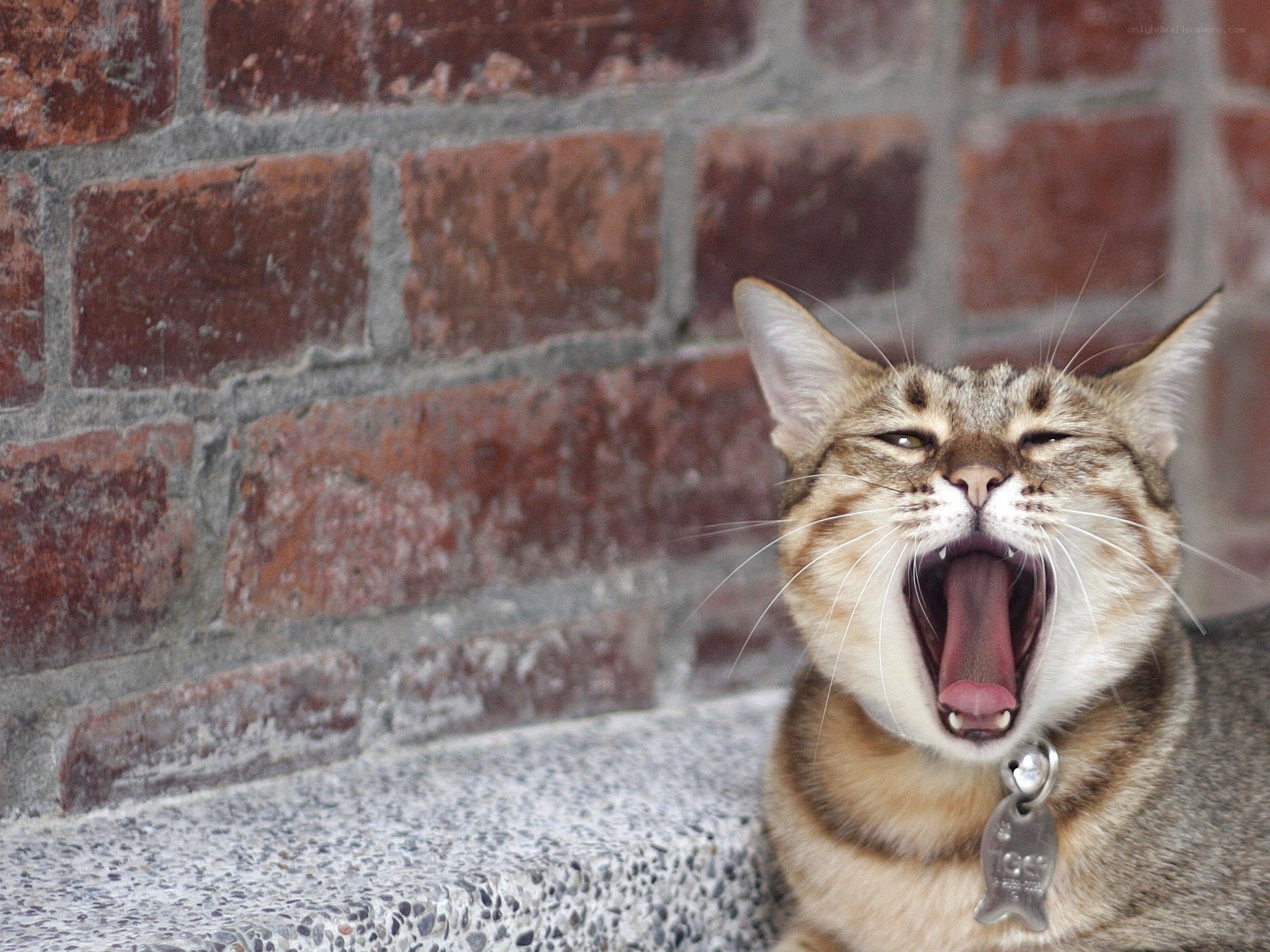 cat yawning on brick wall